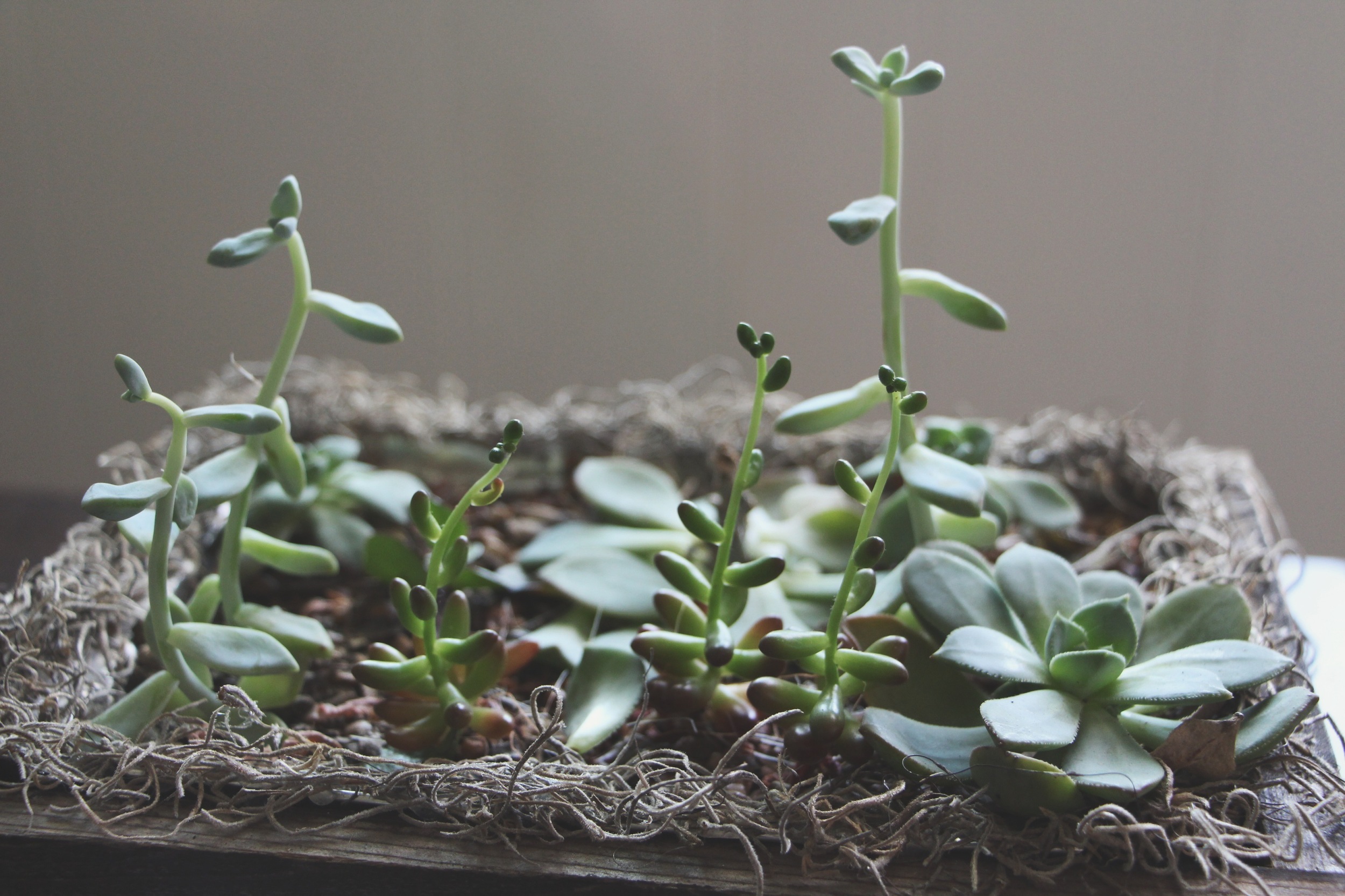 leggy succulent arrangement